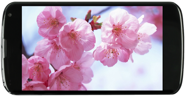 Free Flowers Wallpapers APK for Android