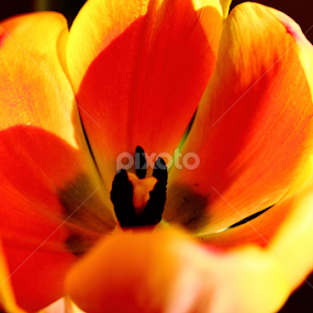 by Jerry Houle - Flowers Single Flower