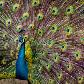 The Peacock by Jacky Photography - Animals Other