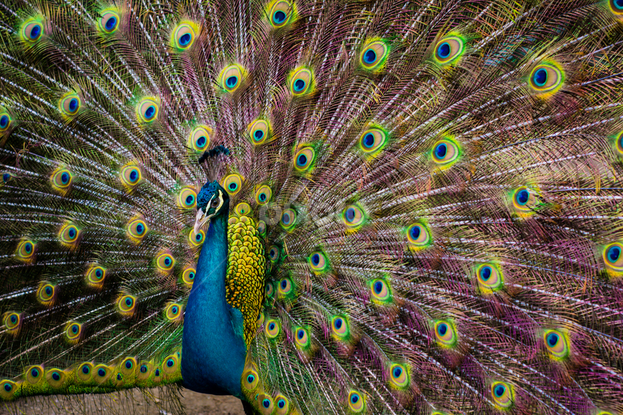 The Peacock by Jacky Photography - Animals Other