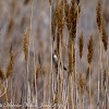 Great Reed Warbler; Carricero Tordal
