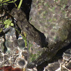 Diamondback Watersnake
