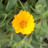 Field marigold (άγρια καλέντουλα)