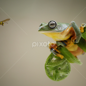 come here by Tele Nicotin - Animals Amphibians
