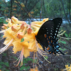 Spicebush Swallowtail