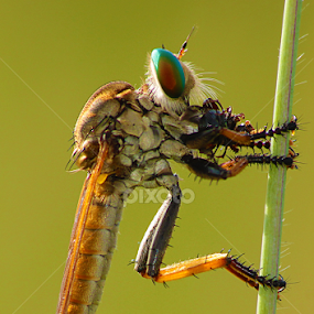 by Hindra Komara - Animals Insects & Spiders