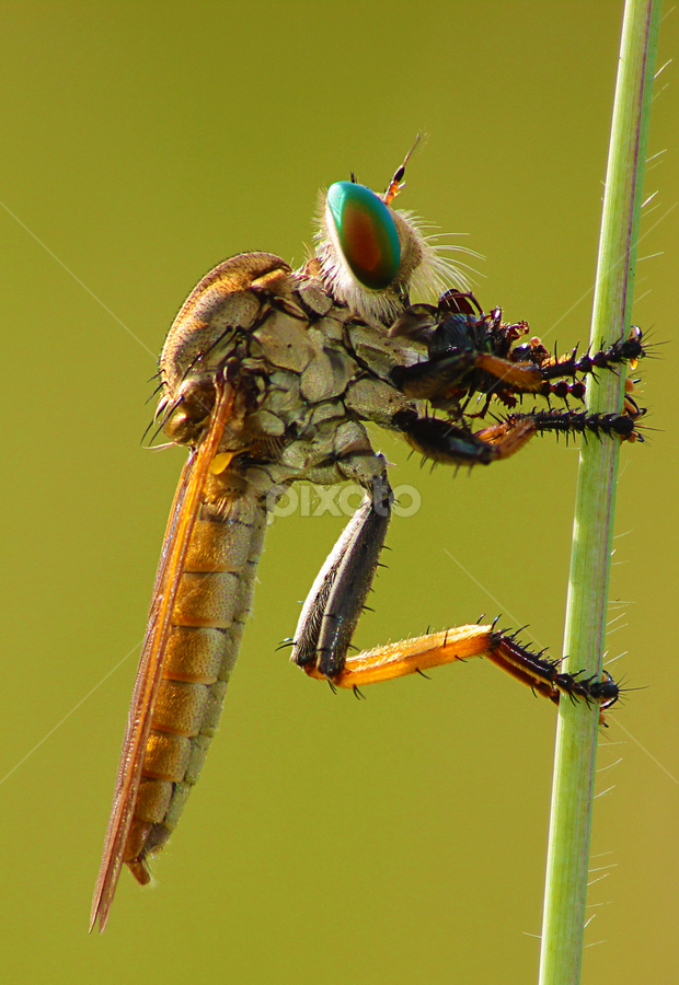 by Hindra Komara - Animals Insects & Spiders