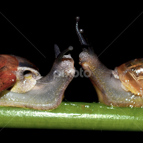 KISS by Avik Mondal - Animals Other