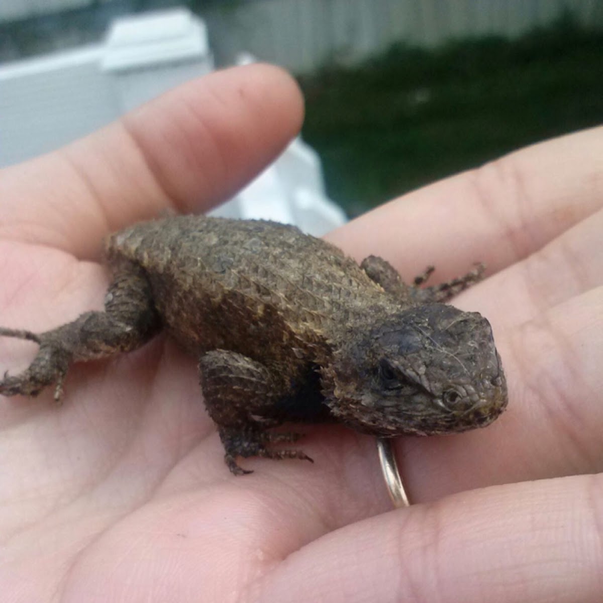 eastern fence lizard