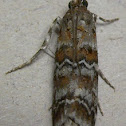 Southern Pineconeworm Moth