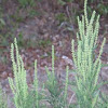 Artemisia sp