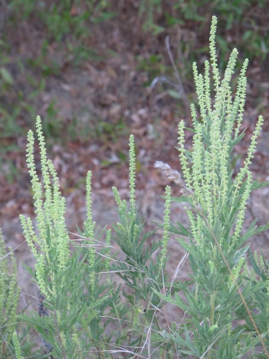 Artemisia sp