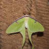 Luna Moth (male)