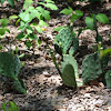 Erect Prickly Pear Cactus