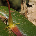 Pleurothallis microcardia