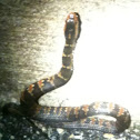 Banded (or Southern) Watersnake