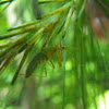 Assassin Bug Nymph