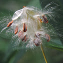 Tropical Milkweed, Blood Flower