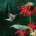 Ruby throated humming bird (female)
