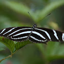 Zebra Heliconian