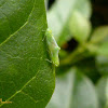 Leafhoppers