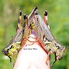 Differential Grasshoppers mating
