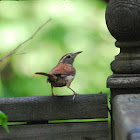 House Wren