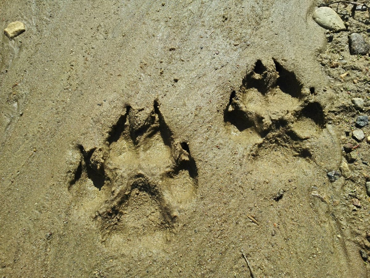 Wolf (tracks)