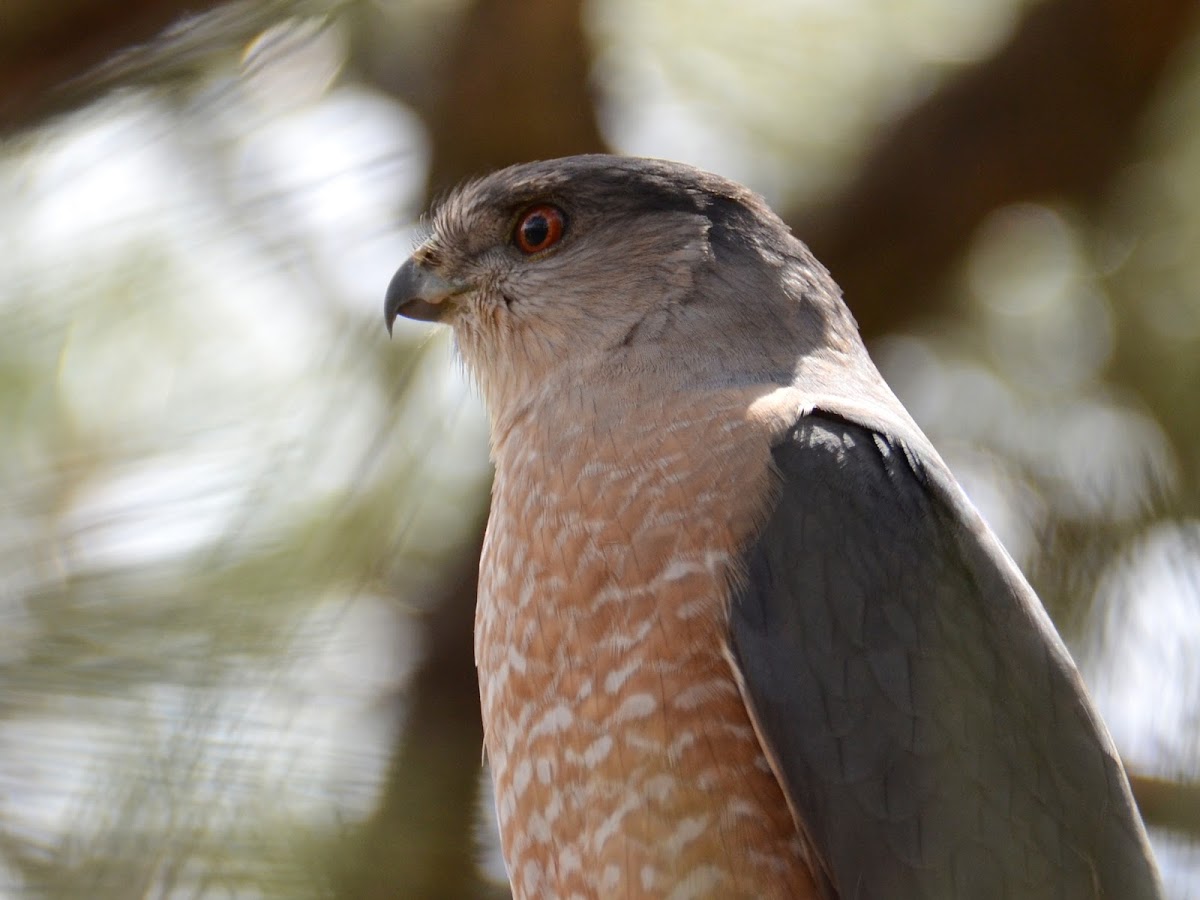 Cooper's Hawk