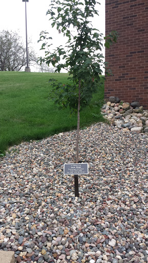 Jack Wahl Memorial Tree