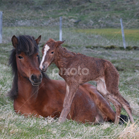Newborn... by Áslaug Stefánsdóttir - Animals Horses