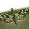 Assembly Moth