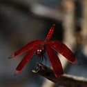 Ramburi Red Parasol