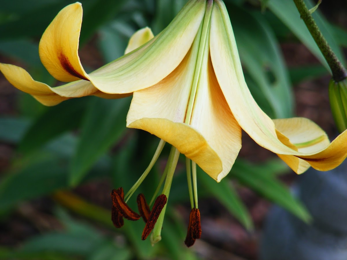 Oriental Lily