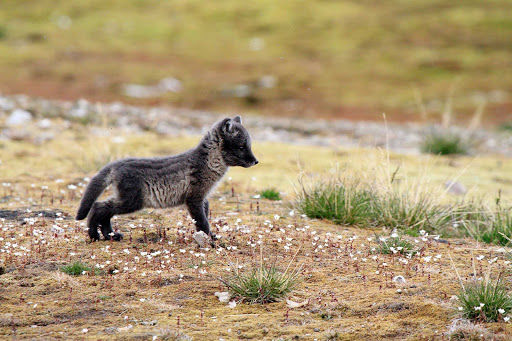 Svalbard-arctic-fox-pup - We're not sure, but this looks like an arctic fox pup, spotted during an expedition to the Svalbard islands in Norway during a cruise on Hurtigruten's Fram.