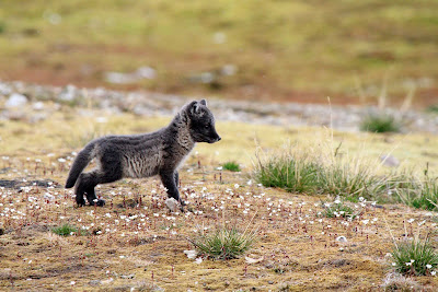 We're not sure, but this looks like an arctic fox pup, spotted during an expedition to the Svalbard islands in Norway during a cruise on Hurtigruten's Fram.