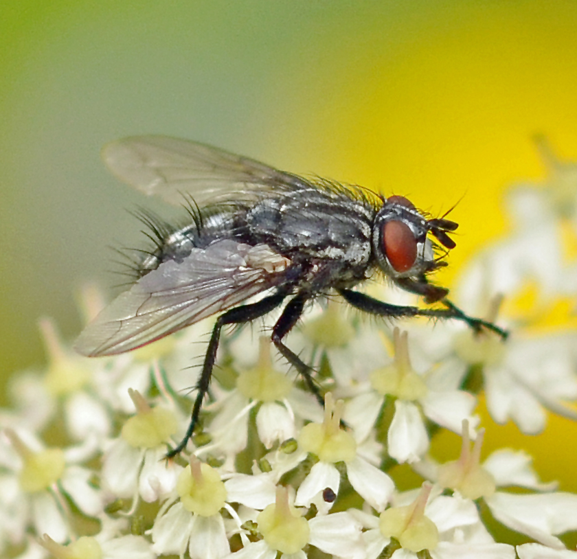 Flesh fly