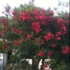 Red oleander