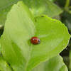 Ladybird (San Antonio)