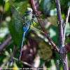 Common Green Darner dragonfly (male)