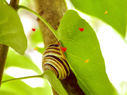 How to mod Louis the Snail LWP 1.1b unlimited apk for bluestacks