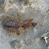 Damsel bug (brachypterous female)
