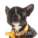 Perros. Como educar un perro. logo