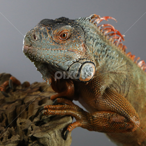 Iquana by Jack Nevitt - Animals Reptiles