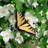 Eastern Tiger Swallowtail Butterfly (Male)