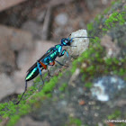 Emerald Cockroach Wasp or Jewel Wasp