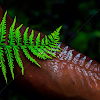 Fern Leaf Tattoo Designs / 30 Best Fern Tattoo Design Ideas What Is Your Favorite Saved Tattoo : Ferns are some of the oldest plants on earth, dating from prehistoric times, being present on the earth even before the dinosaurs.