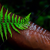 Fern Leaf Tattoo Designs / 30 Best Fern Tattoo Design Ideas What Is Your Favorite Saved Tattoo : Ferns are some of the oldest plants on earth, dating from prehistoric times, being present on the earth even before the dinosaurs.