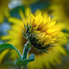 Sunfolwer by Hamos Gyozo - Flowers Flowers in the Wild