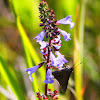 Dun Skipper Butterfly